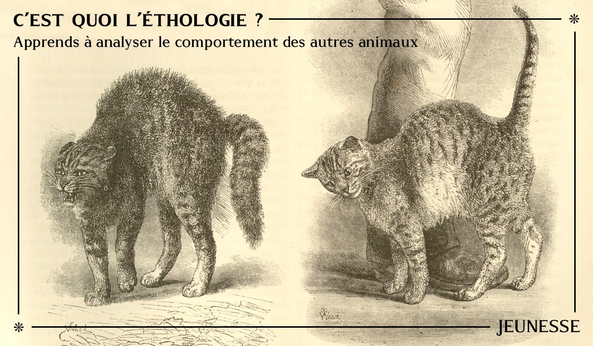 Conférence C'est quoi l'éthologie ? - Agatha Liévin-Bazin