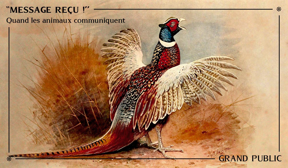 Conférence Message reçu ! - Agatha Liévin-Bazin