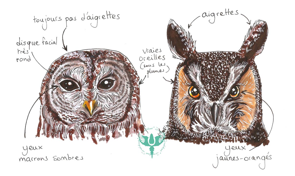 Chouette Vs Hibou Le Nid De Pie