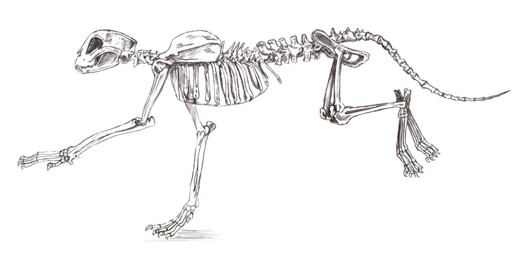 African safari - Squelette guépard
