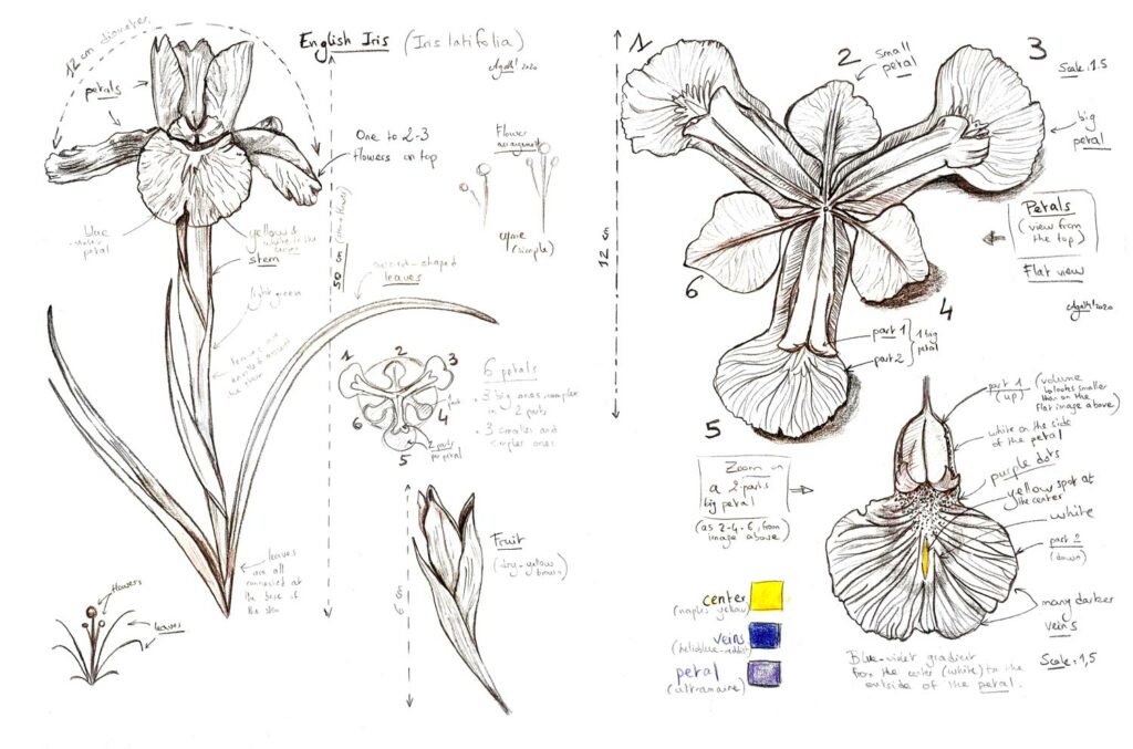 Iris latifolia