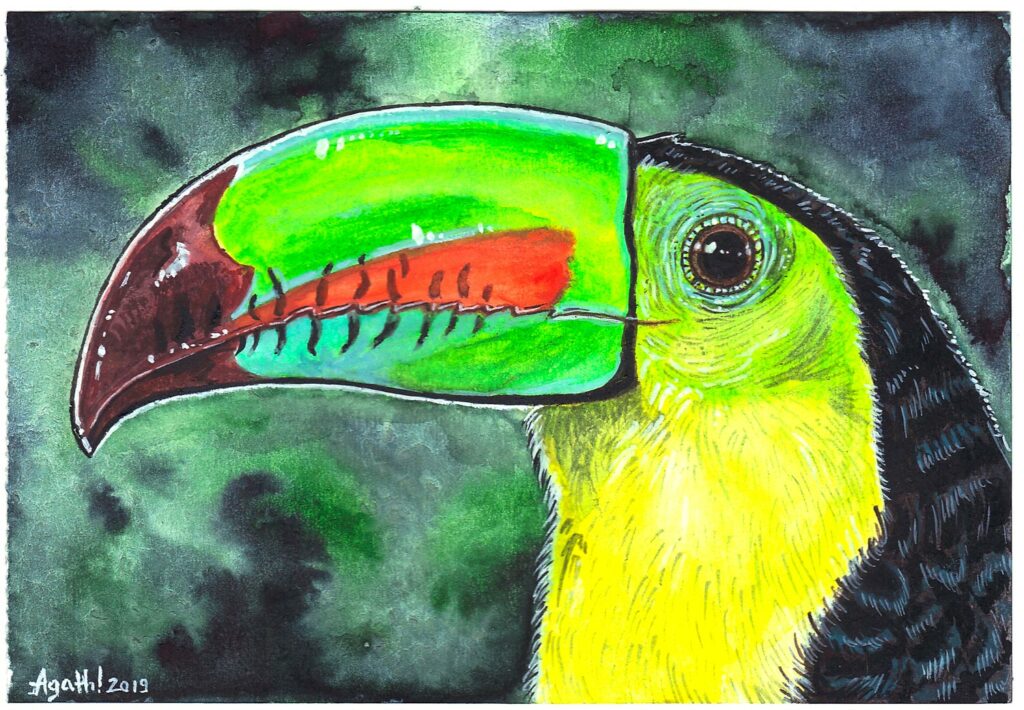 Toucan (aquarelle)