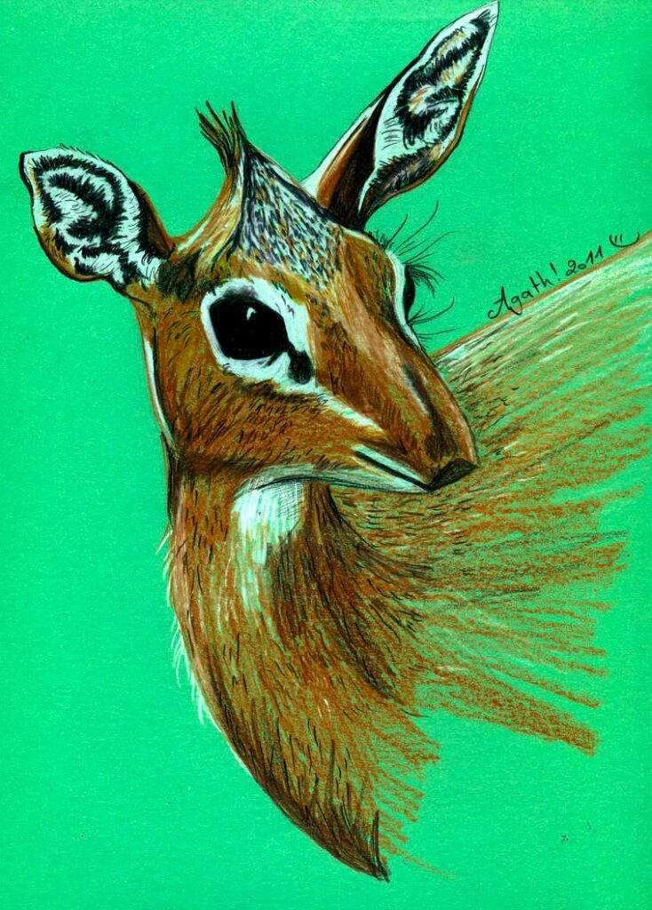 Dik dik