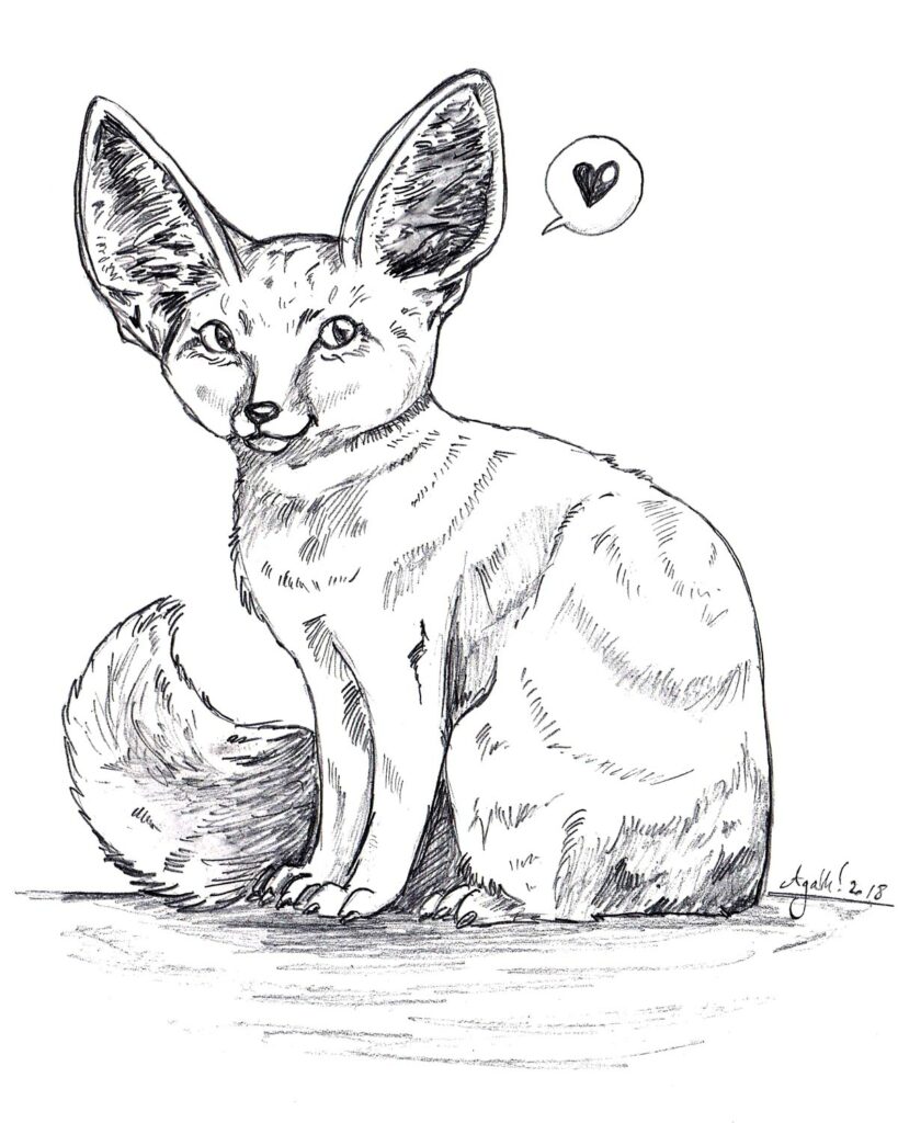 Fennec (crayon)