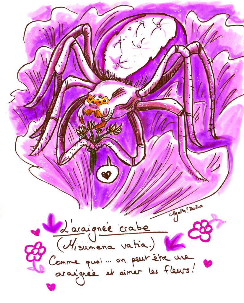 Curiosiboite araignée