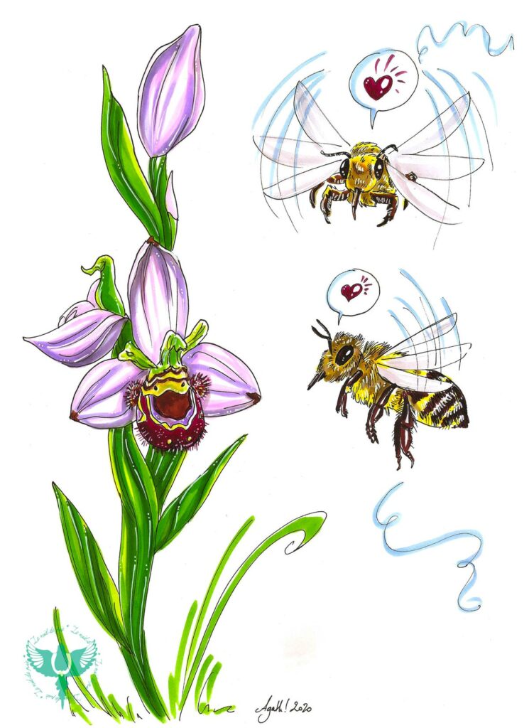 Abeille et ophrys