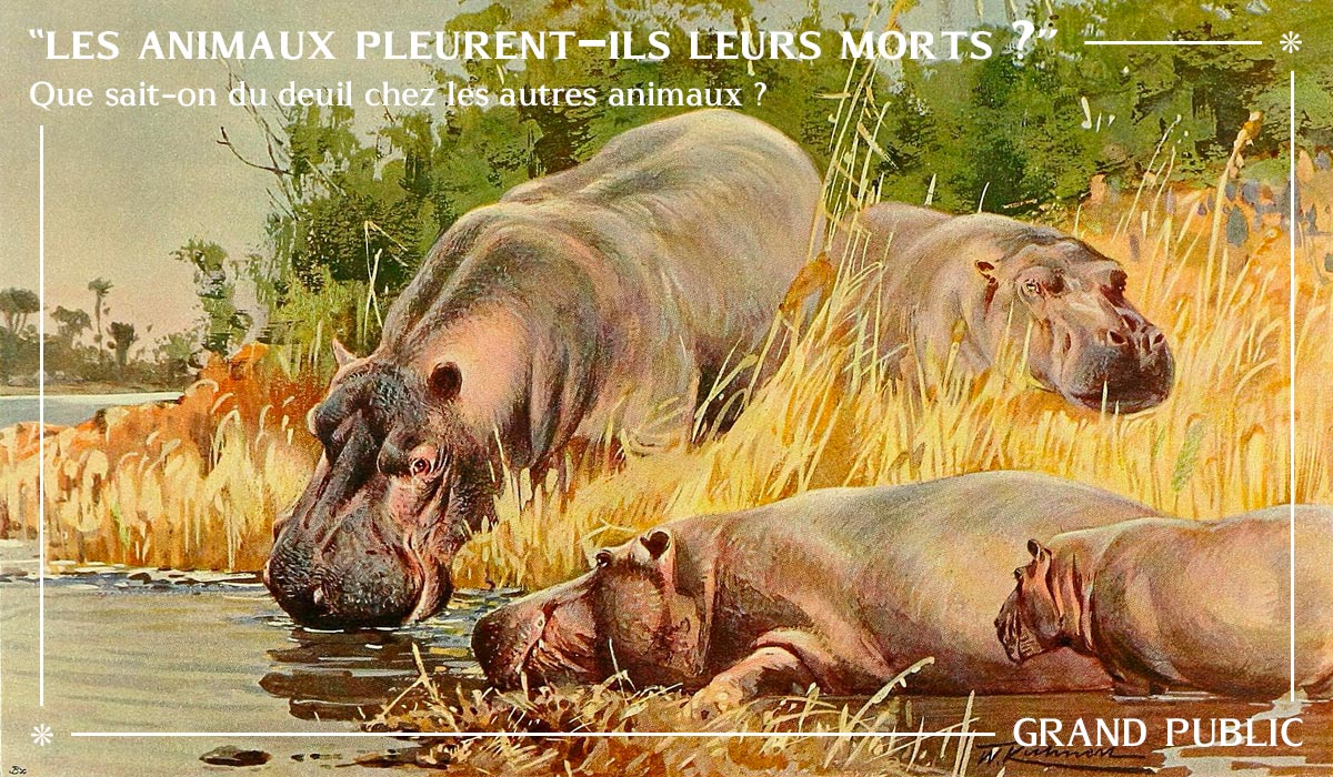 Conférence Les animaux pleurent-ils leurs morts ? - Agatha Liévin-Bazin