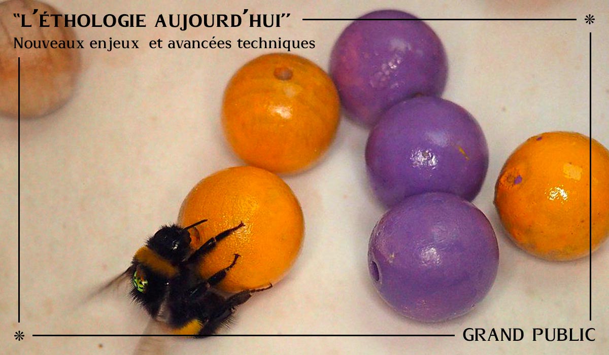 Conférence Ethologie aujourd'hui - Agatha Liévin-Bazin